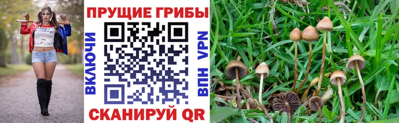 где продают наркотики  OMG ССЫЛКА  Псилоцибиновые грибы прущие грибы  Мариинский Посад 